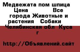 Медвежата пом шпица › Цена ­ 40 000 - Все города Животные и растения » Собаки   . Челябинская обл.,Куса г.